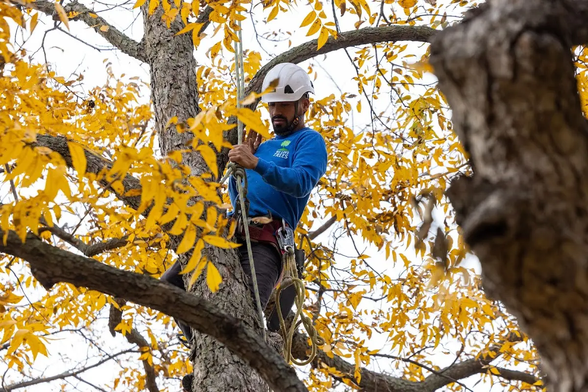 Skilled Tree Planting crew working in Evans City