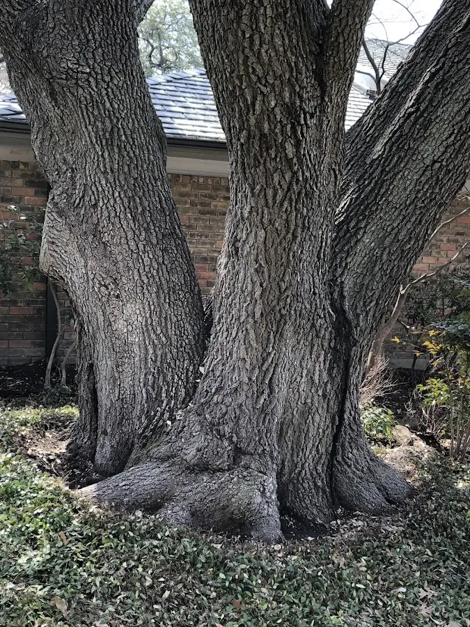 Mature heritage tree close to a Evans City property cared for by certified arborists